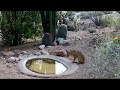 Bobcat and mule deer at the water hole