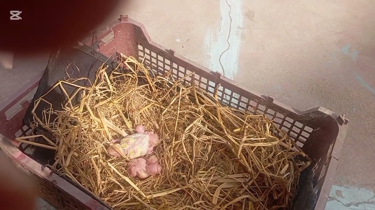 Love Birds Complete Care 🕊️ | Healthy Love Birds Close View | Lovely Love Birds Channel🦜🦜