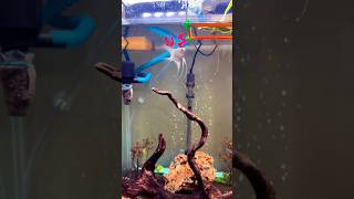 Fish #shorts #shortvideo #youtubeshorts #youtube #Fish_Aquarium1819 #fish #viral #trending #vlog