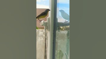 Bird gone crazy at mirror #funnyvideo#birdwatching#nature#shorts#animallover