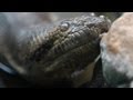 Titanoboa Care and Diet