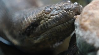 Titanoboa: Monster Snake - Titanoboa at the Zoo?