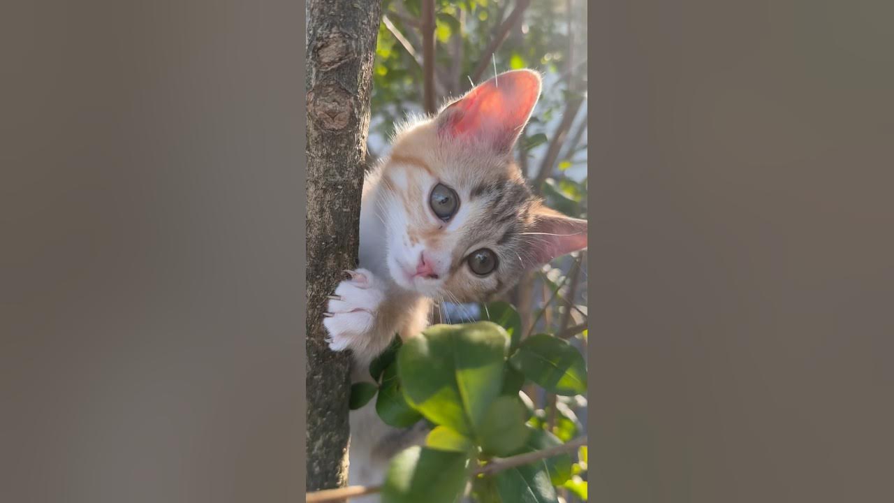 My Cat Climbing On Tree🌳 YouTube