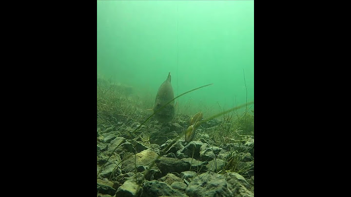 BASS INHALES TEXAS RIG! #shorts
