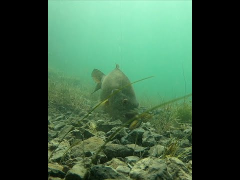 वीडियो: टेक्सास में सर्वश्रेष्ठ बास मछली पकड़ने की झीलें