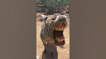 Animal transformation | Funny zebra #animalshorts #animals #zebra #funny