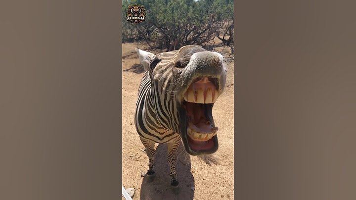 Animal transformation | Funny zebra #animalshorts #animals #zebra #funny
