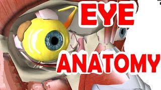 Eye Anatomy And Physiology - Pupil, Iris, Retina, Cornea, Sclera, & Lens