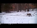 Flying Squirrel on Trail Cam & a Michigan Bobcat on a 2-Track