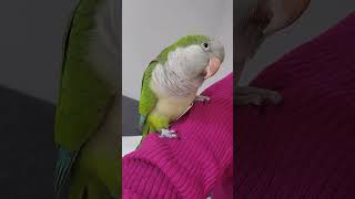 Quaker parrot displeased noise  #angrybirds #quakerparrot #alert