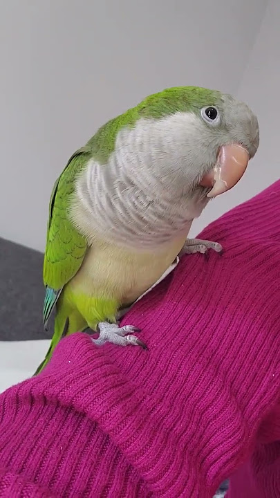 Quaker parrot displeased noise 🤣 #angrybirds #quakerparrot #alert