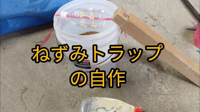 ペットボトルで作るネズミ捕り Youtube ペットボトルで作るネズミ捕り Youtube