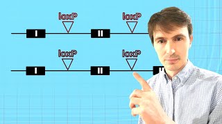 🚀 5 Key Considerations for Designing Flox Alleles | Conditional Knockout Tips