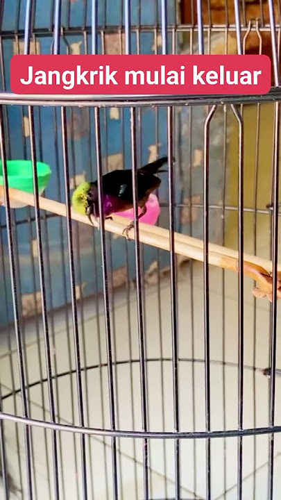 Banyak isian #kicaumania #kolibrininja #kolibrininjaindonesia #konin #koninmania #bird #muraibatu