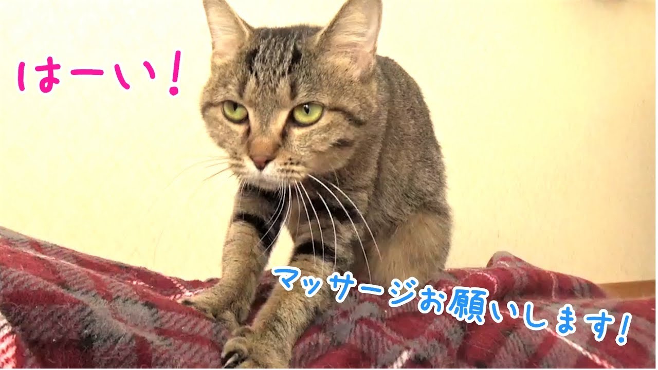 マッサージお願いします と言うとすぐに駆け付けてフミフミしてくれる猫 保護猫 Cat S Massage Youtube