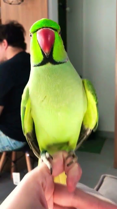 Ringneck Parrot Whistling