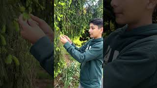 We found an ALIEN tree in the forest #tree #alien #viral #funny #relatable #trending #shorts.