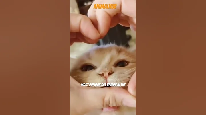 Video 7328131: persiancat persians, persiancat cute pets cat, cat persiancat kitty