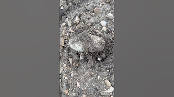 Shaped Sandstone #arrowhead #arrowheadhunting #nativeamerican #artifacts #artifacthunting #rocks