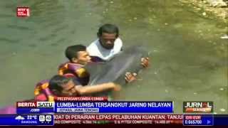 Download Lagu Nelayan di Jepara Lepaskan Lumba-Lumba Tersangkut Jaring MP3