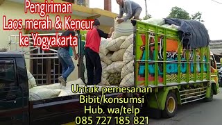 JUAL BIBIT KENCUR & LAOS MERAH Siap Melayani Pengiriman Kemana Saja#Sindengosip