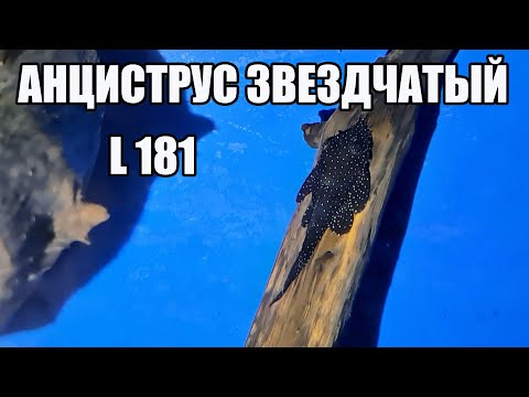 Звездчатый анциструс L181. Возраст 2 года. Помогите определить пол.