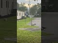 The crow and a dog