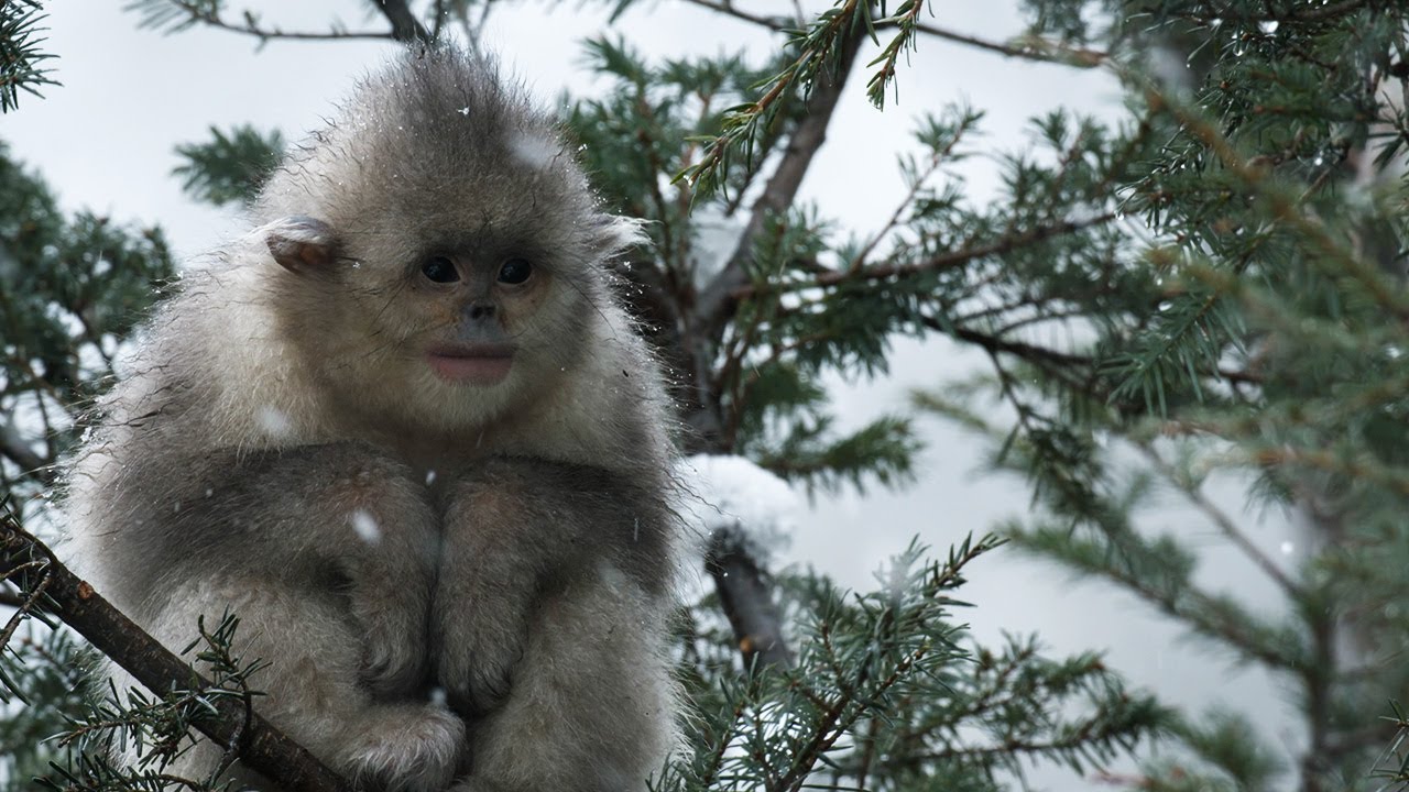 Close Call for Baby Snub-Nosed Monkey | 4K UHD | China: Nature&#39;s Ancient Kingdom | BBC Earth