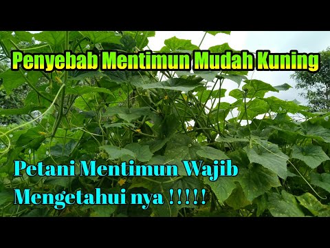 Video: Mengapa Panen Mentimun Tidak Bahagia?