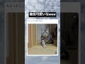 かわいすぎwww #猫#かわいい#shorts#癒し#おもしろ