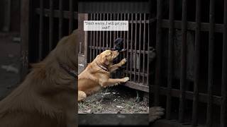 Part 1: Lost puppy ,  pals rescue Profile