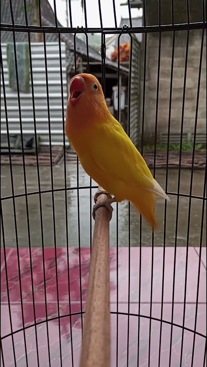 Lovebird ngekek panjang