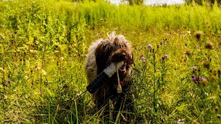 The Truth About Wirehaired Pointing Griffons & Roaming