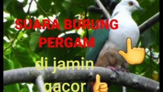 suara pikat burung pergam paling ampuh dan paling di cari  para pemburu