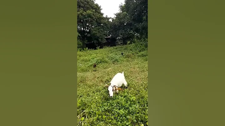 Province life #philippines #nature #farm #fyp