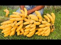 Banana ripening primitive way to ripening banana in garden episode 2