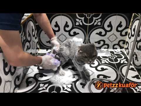 Scottish Fold Bakımı - Kedi Banyosu Nasıl Yapılır?