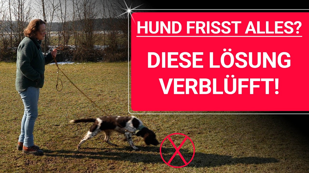 💥🐶 Hund frisst alles (vom Boden) 👉 So STOPPST du das FRESSEN 🐶💥✔️