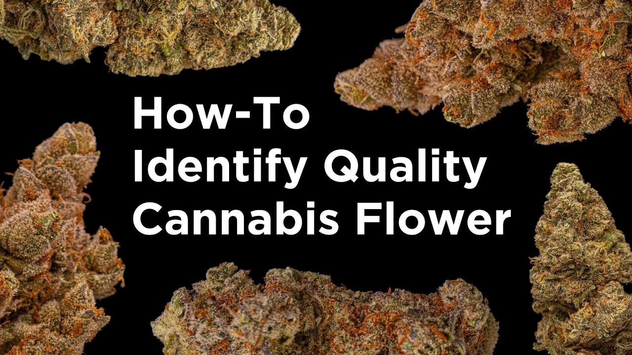 Как определить КАЧЕСТВЕННУЮ марихуану | Руководство Budsbie для начинающих по каннабису