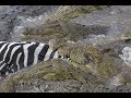 Krokodil progutao cijelu zebru (VIDEO)