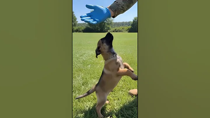 K9 Puppy Training Level 1 — So Smart! 😱🔥#K9Training #PuppyTraining #K9Puppy