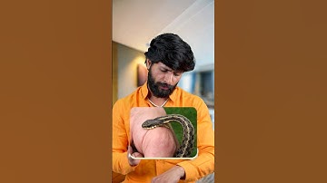 Snake Bite Symptoms ‼️🚨 Must Share & Follow @murliwaleofficial #wildlife #snake #snakebite