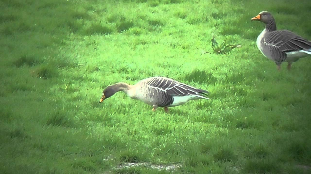 photography en español Taiga Bean Goose