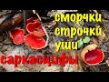 Сморчки, строчки, саркасцифы, уши. Хорошее настроение. Дождь.