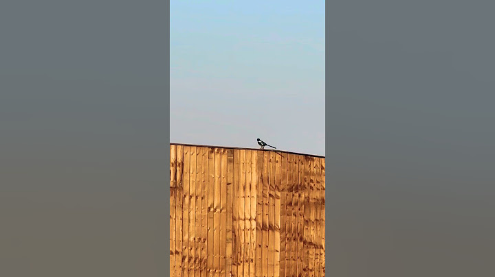 Magpie With A Drooping Wing Flies Off Of Fence On A Sunny Afternoon In Mid March #avian #birds