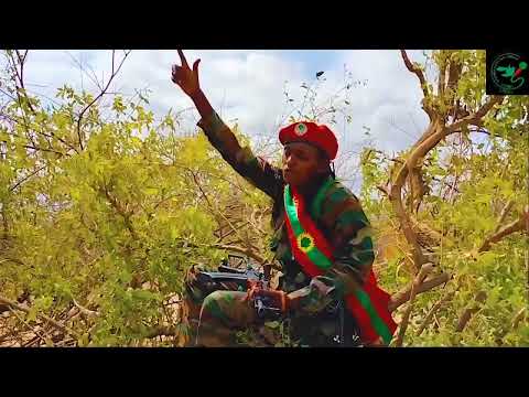 Walalo Jaal Bilsee Wbo