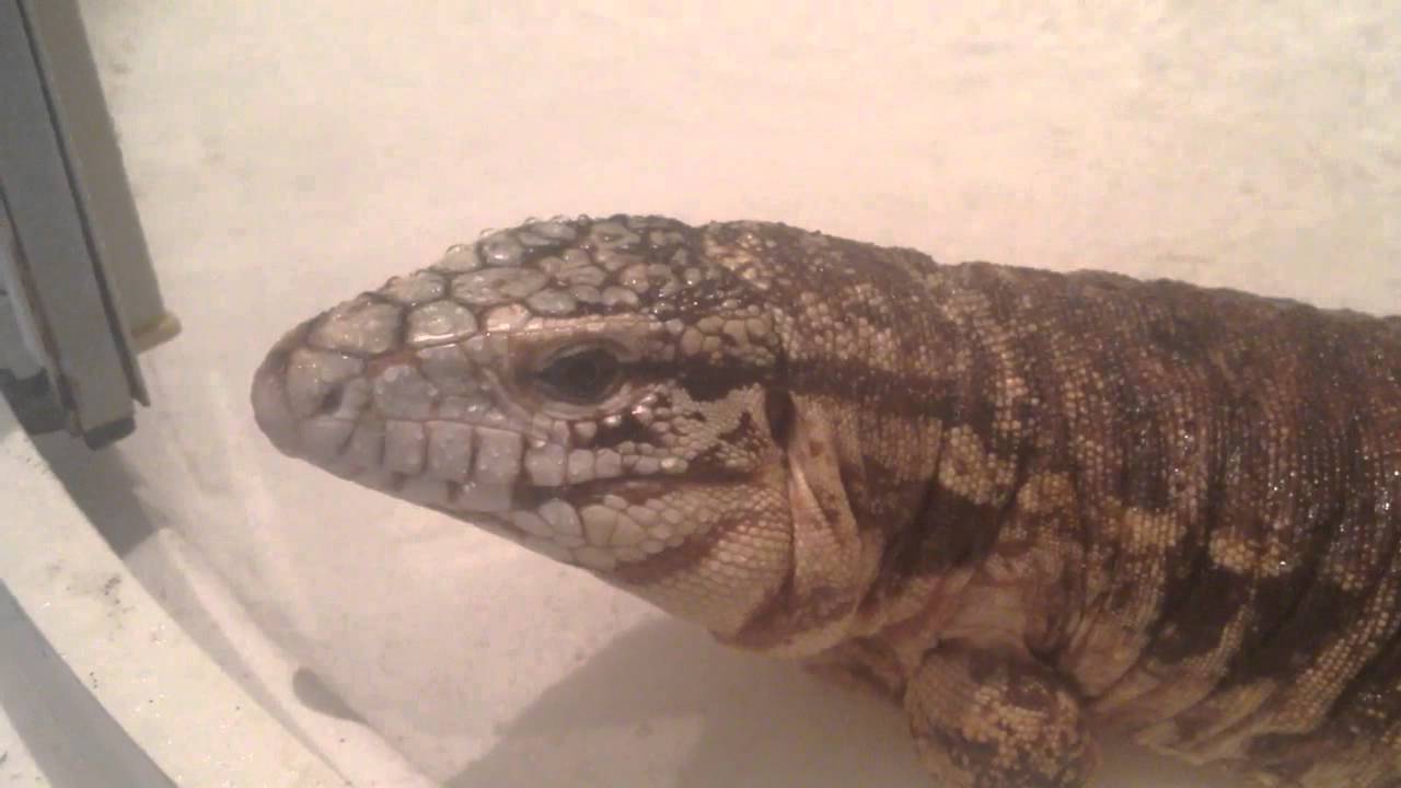 caiman lizard pet Albino t+ red tegu bath time.