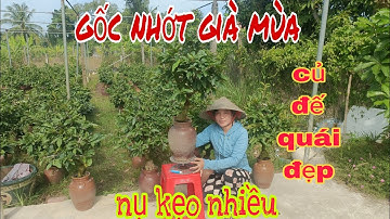 Gốc nhớt già mùa củ đế quái đẹp 👍 0354531068👍30/11