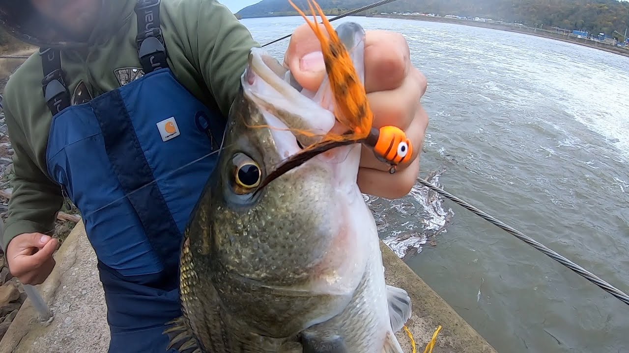 Hybrid Striper and Walleye Ohio River Dam Fishing YouTube