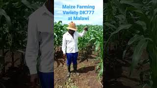 Maize Farming, Variety DK777, at Malawi farm
